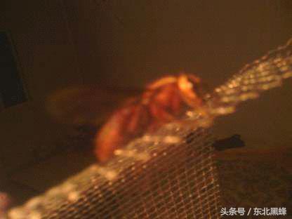 什么品种的大黑蜂最好，大黑蜂长什么样子（饲养蜜蜂：常见胡蜂种类）