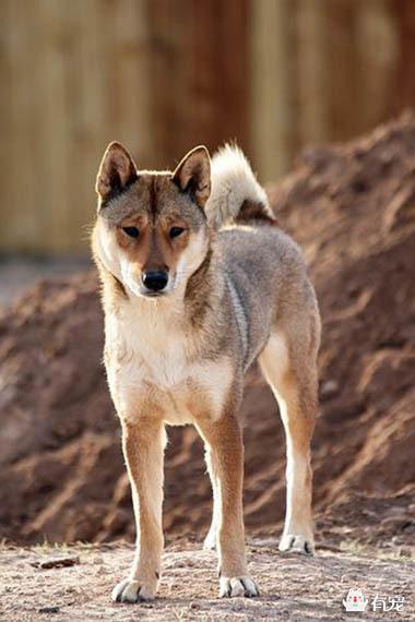 四国犬历史由来及外貌特征（了解四国犬的起源和特点）