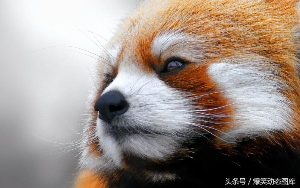 浣熊怎么读，最美高清美图