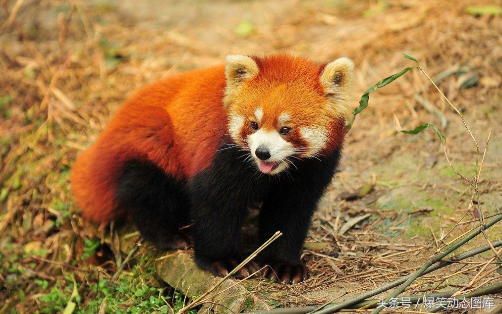 浣熊怎么读，最美高清美图