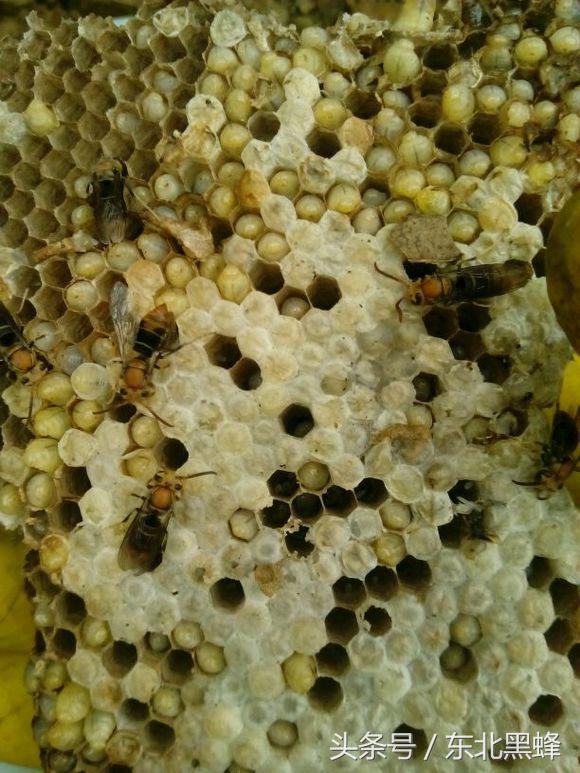 什么品种的大黑蜂最好，大黑蜂长什么样子（饲养蜜蜂：常见胡蜂种类）