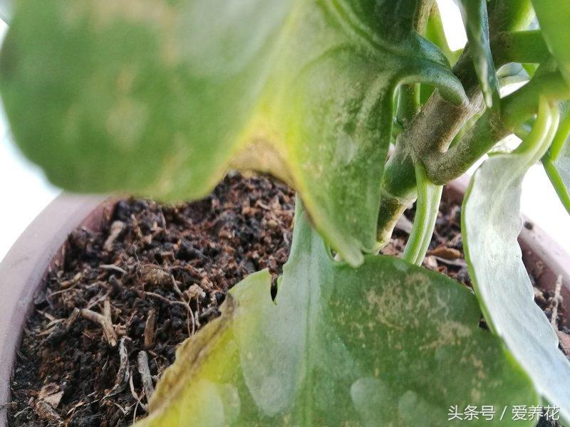 多菌灵的使用方法，多菌灵怎么使用（杀菌药你用的正确吗）