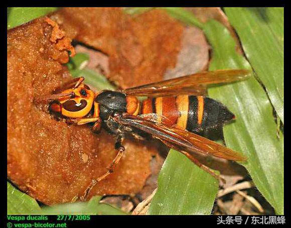 什么品种的大黑蜂最好，大黑蜂长什么样子（饲养蜜蜂：常见胡蜂种类）