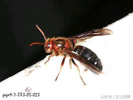 什么品种的大黑蜂最好，大黑蜂长什么样子（饲养蜜蜂：常见胡蜂种类）