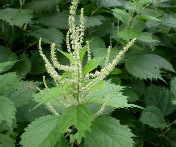 荨麻草的功效与作用,荨麻草能降血糖吗(这种植物一定不能碰)