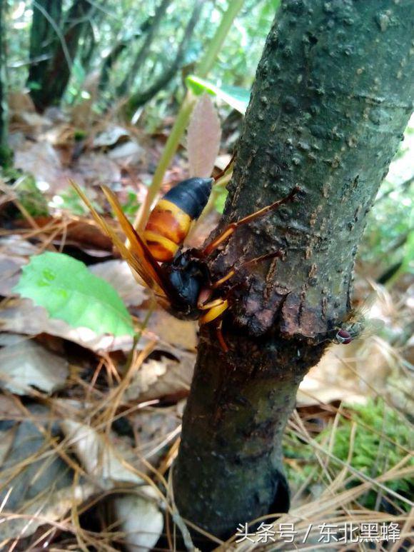 什么品种的大黑蜂最好，大黑蜂长什么样子（饲养蜜蜂：常见胡蜂种类）