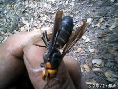 什么品种的大黑蜂最好，大黑蜂长什么样子（饲养蜜蜂：常见胡蜂种类）