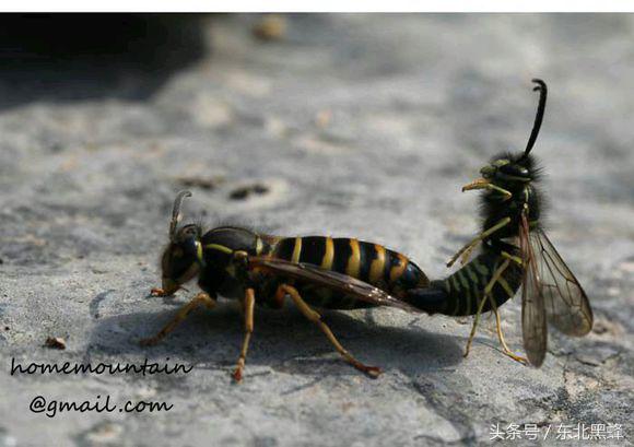 什么品种的大黑蜂最好，大黑蜂长什么样子（饲养蜜蜂：常见胡蜂种类）