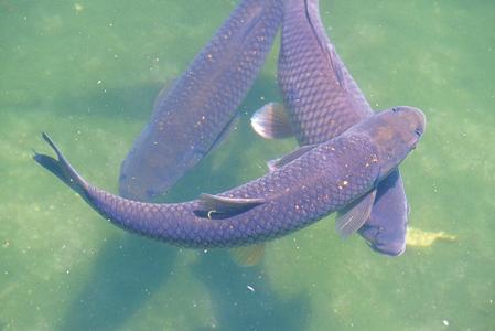 青鱼刺多不多，青鱼刺多吗（鱼种专攻详解之青鱼）