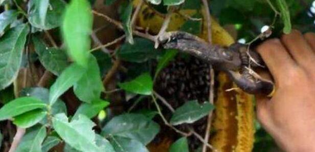 野蜂蜜怎么吃，野蜂蜜的功效与作用（农村小伙在路边无意捡到这个）