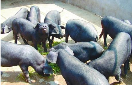 黑猪是什么品种的猪，黑猪的品种有哪些（这10种黑猪好养、效益高）