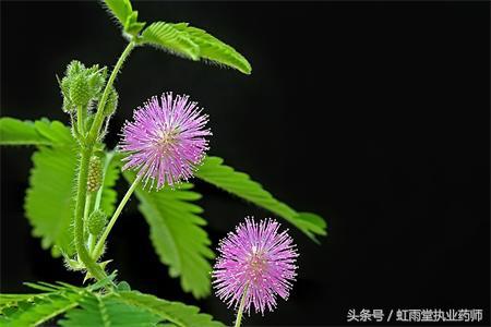 含羞草有什么功效，含羞草有什么作用与功效（偶尔了解一味中药——含羞草）
