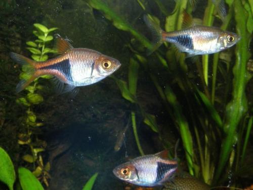 彩裙鱼老死怎么回事，彩裙鱼突然死了（小编给你聊七种常见死因和避免方式）