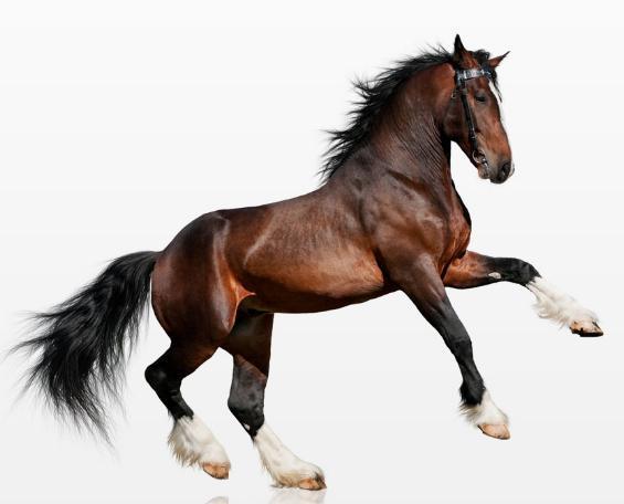 马属哪年,准!生肖马的终生宿命 - 玉三网