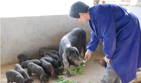 黑猪是什么品种的猪，黑猪的品种有哪些（这10种黑猪好养、效益高）
