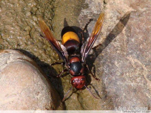 什么品种的大黑蜂最好，大黑蜂长什么样子（饲养蜜蜂：常见胡蜂种类）