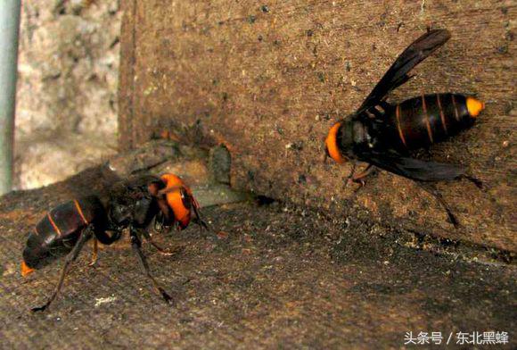 什么品种的大黑蜂最好，大黑蜂长什么样子（饲养蜜蜂：常见胡蜂种类）