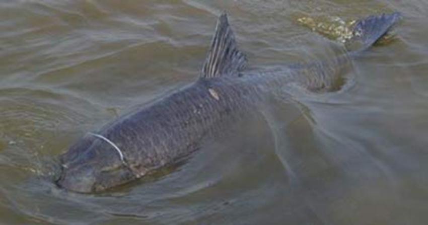 青鱼刺多不多，青鱼刺多吗（鱼种专攻详解之青鱼）