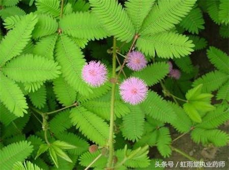含羞草有什么功效，含羞草有什么作用与功效（偶尔了解一味中药——含羞草）