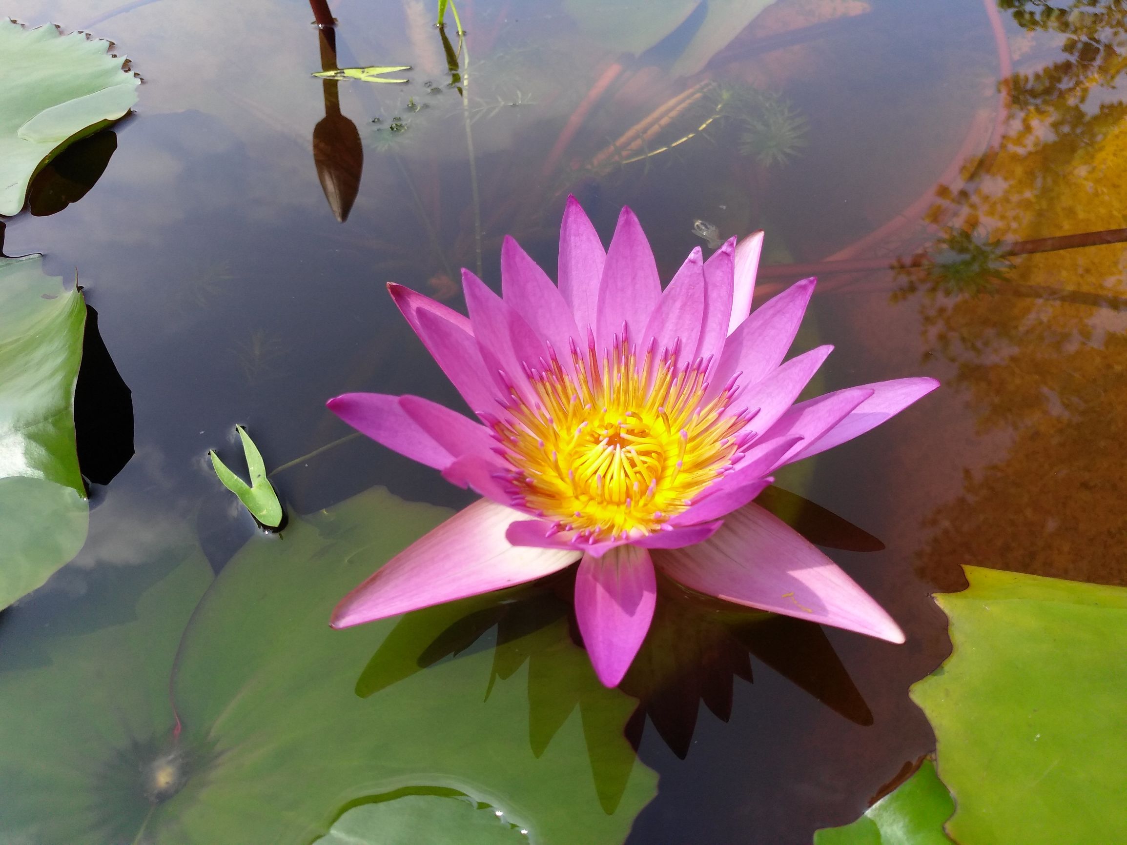 微山湖旅游攻略，微山湖旅游攻略自驾游（红荷湿地游玩攻略）