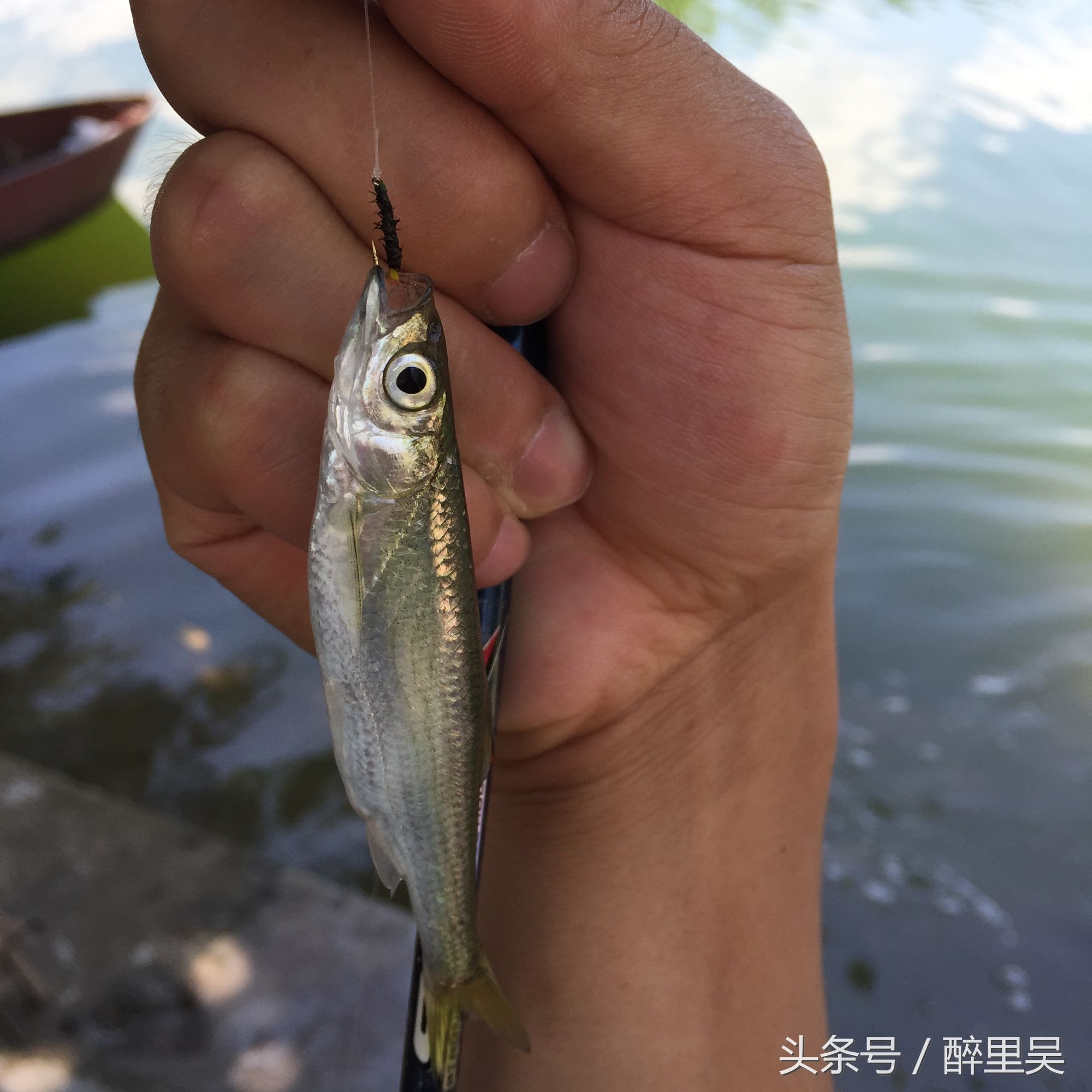万能路亚饵飞蝇钩怎么使用，路亚用飞蝇钩怎么用（如何正确使用路亚飞蝇钓白条）