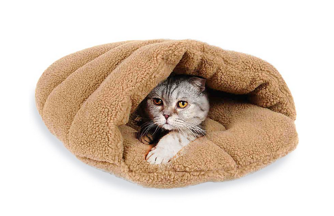 孕猫呼吸急促多久才能生，猫怀孕生产前征兆（猫主必知，关于猫妈妈的生产经）