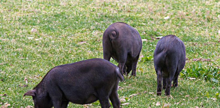 黑猪是什么品种的猪，黑猪的品种有哪些（这10种黑猪好养、效益高）