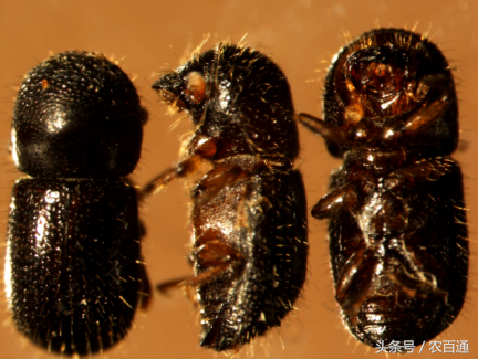 2,橡胶树病虫害——橡胶小蠹虫的防治技术