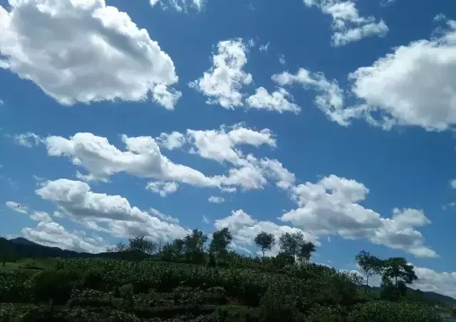 九天开出一成都是李白的哪首诗，九天开出一成都出自李白的哪首诗（李白“九天开出一成都”盛景再现）