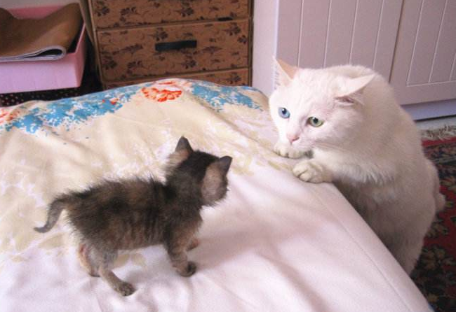 孕猫呼吸急促多久才能生，猫怀孕生产前征兆（猫主必知，关于猫妈妈的生产经）