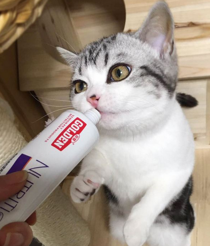 孕猫呼吸急促多久才能生，猫怀孕生产前征兆（猫主必知，关于猫妈妈的生产经）