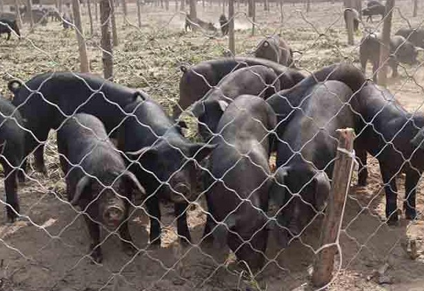 黑猪是什么品种的猪，黑猪的品种有哪些（这10种黑猪好养、效益高）