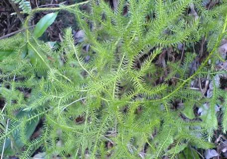 伸筋草的配伍禁忌,舒经活络伸筋草 - 玉三网
