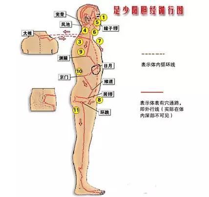 足厥阴肝经循行路线图，足厥阴肝经循行路线及图解（足少阳胆经行循路线及图解）