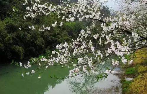 赏樱花的地方排行榜，眼下你最该去的地方