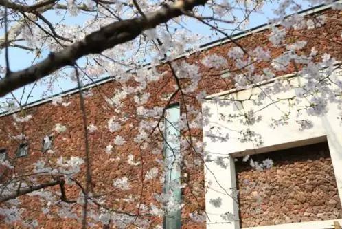 赏樱花的地方排行榜，眼下你最该去的地方