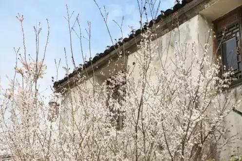 赏樱花的地方排行榜，眼下你最该去的地方