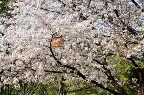 赏樱花的地方排行榜，眼下你最该去的地方