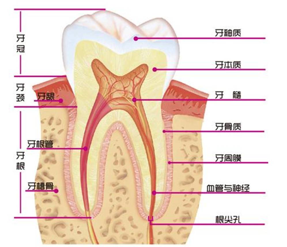 乳牙和恒牙的区别图片，乳牙和恒牙的区别有哪些（乳牙、恒牙的名称、牙位、形态和正常萌出、换牙的时间）