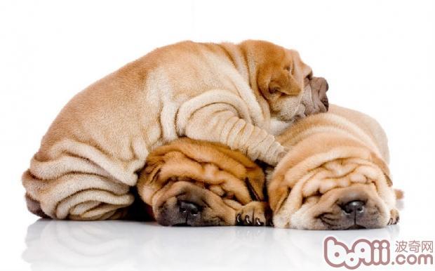 不掉毛的狗狗品种，不掉毛的狗狗品种有哪些（排在第1的墨西哥无毛犬实在太骚啦）