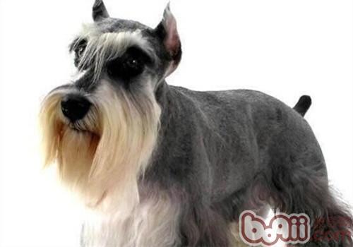 不掉毛的狗狗品种，不掉毛的狗狗品种有哪些（排在第1的墨西哥无毛犬实在太骚啦）