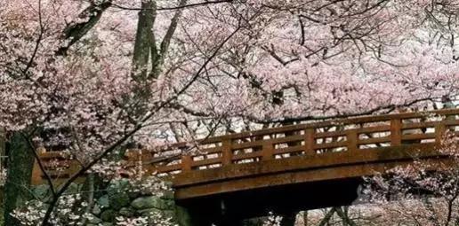 赏樱花的地方排行榜，眼下你最该去的地方