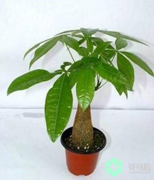瓜栗的养殖方法和注意事项，瓜栗怎么养护比较好（发财树的养护方法及注意事项）