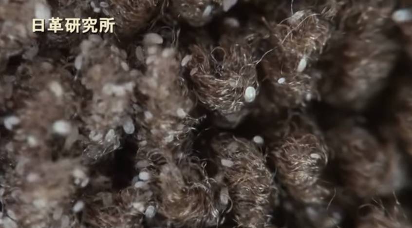 除螨仪吸出来的粉末是什么，除螨仪是智商税吗（你以为晒被子就能杀死螨虫）