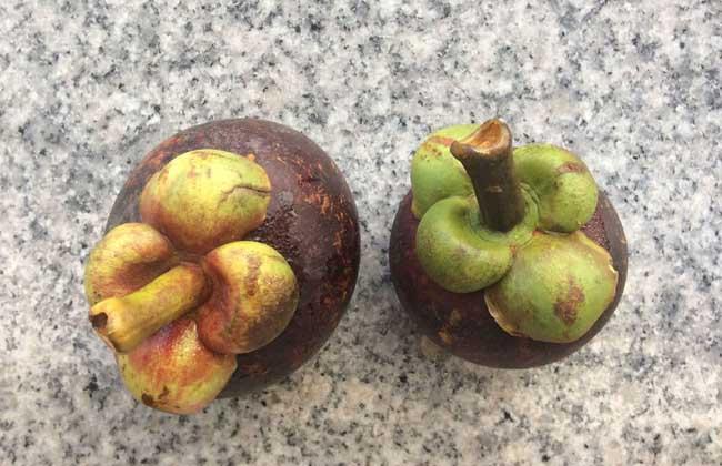 山竹皮的功效，山竹皮功效作用（山竹皮的功效与作用是什么）