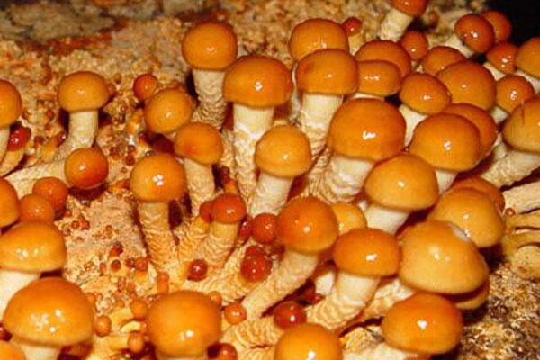 滑子菇的功效与作用，滑子菇的功效与作用及食用方法（十大野生菌排名）