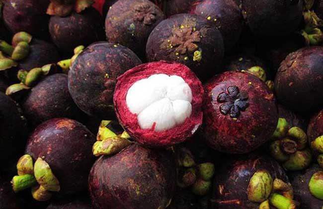 山竹皮的功效，山竹皮功效作用（山竹皮的功效与作用是什么）