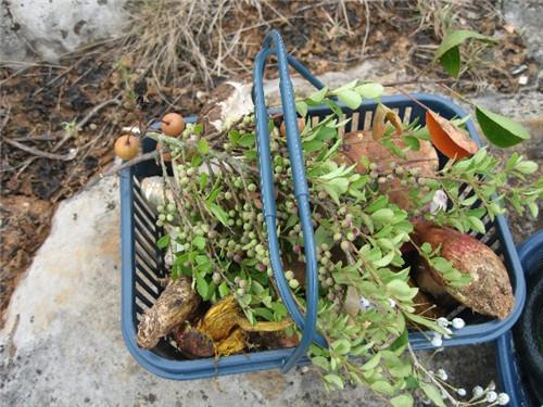 扫把菌怎么做好吃，扫把菌怎么洗（盘点最常吃的野生“界儿”）