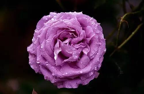 月季中月亮代表什么，月份与月亮有什么关系（这30种月季品种）