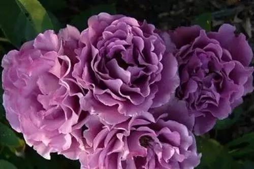 月季中月亮代表什么，月份与月亮有什么关系（这30种月季品种）